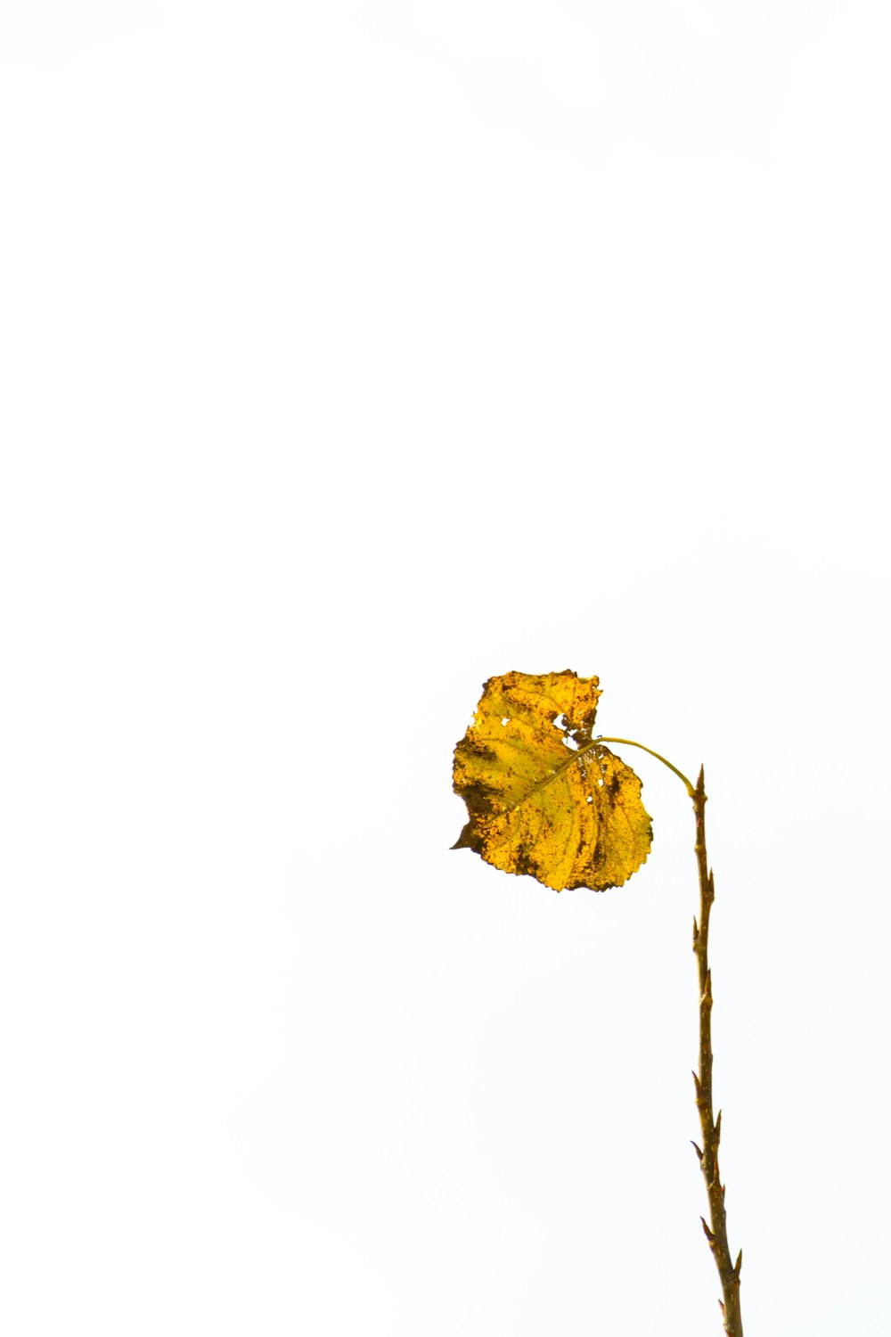 yellow leaf