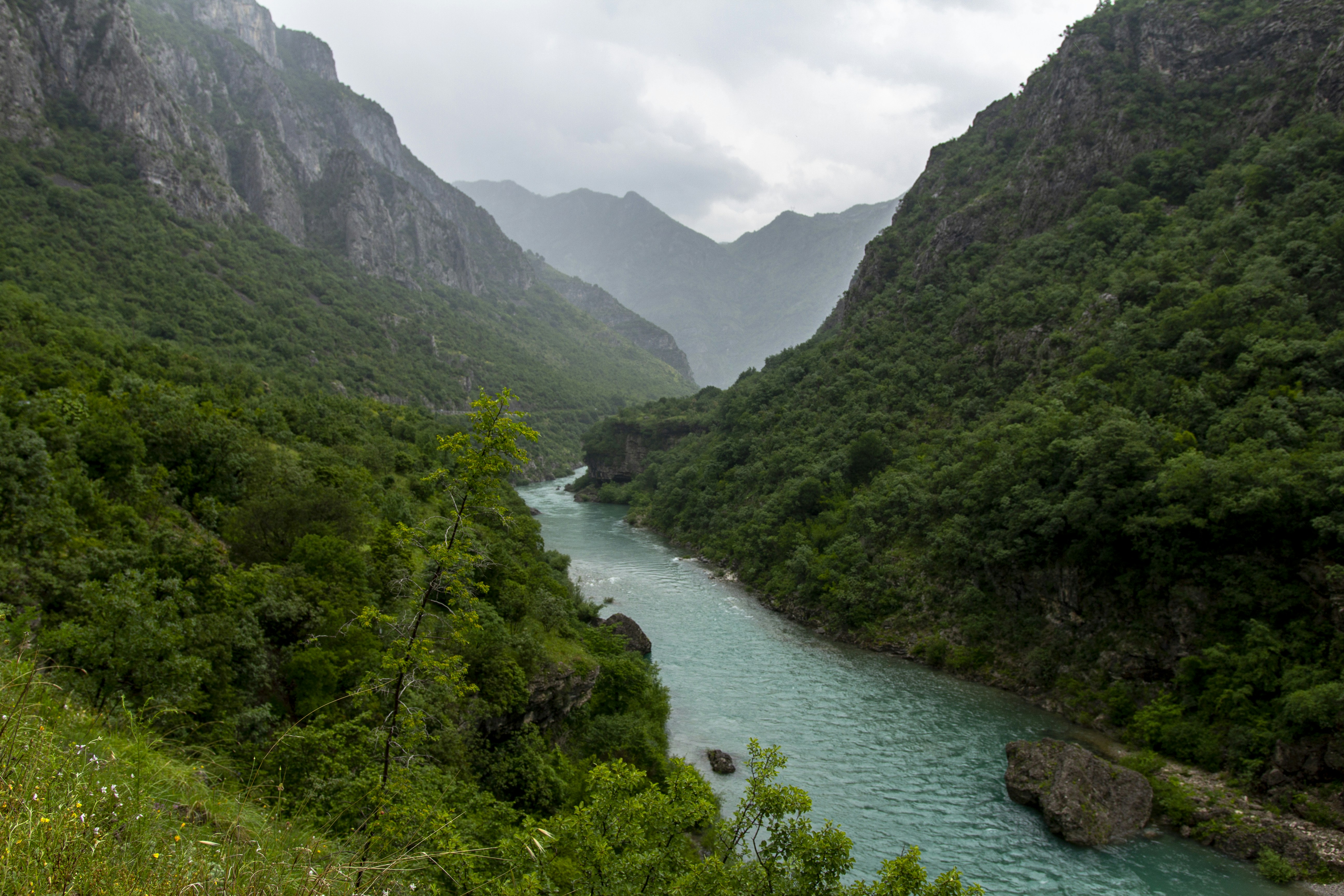 body of water near trees