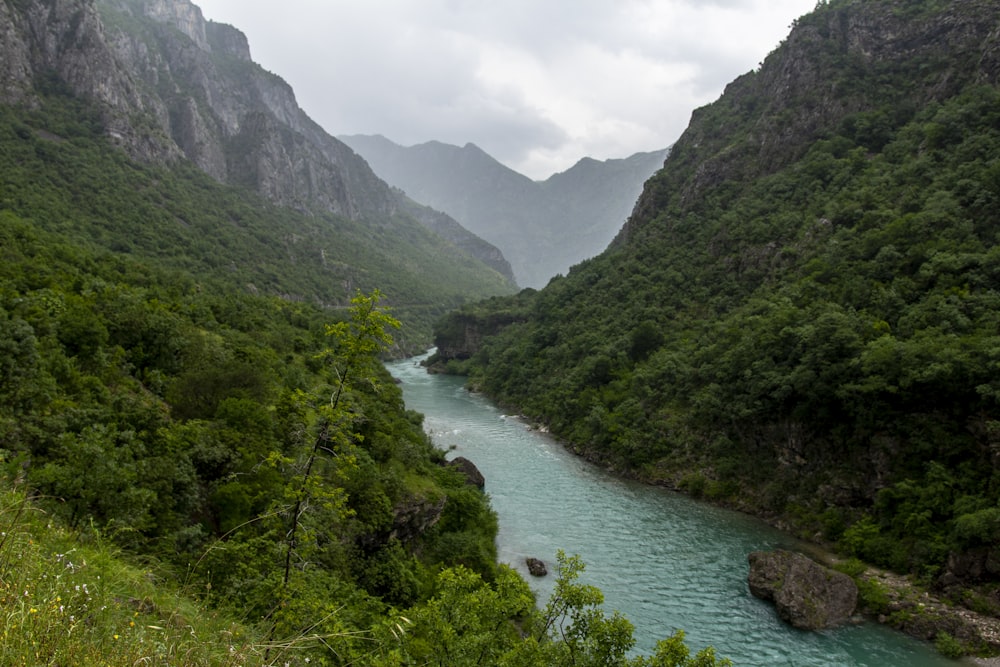 body of water near trees