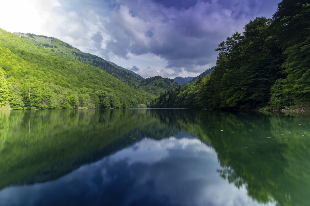 green trees covered river banks