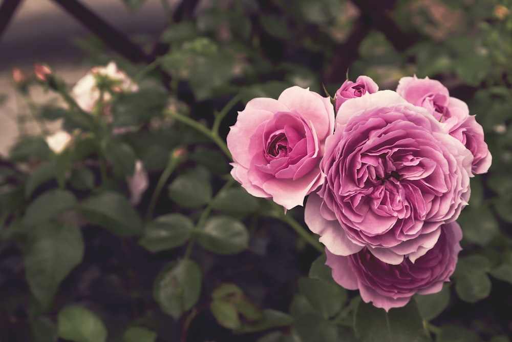 pink petaled flower