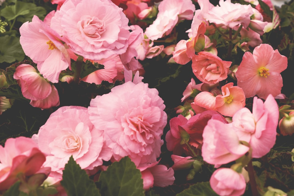 Flores de pétalas cor-de-rosa e bege em flor