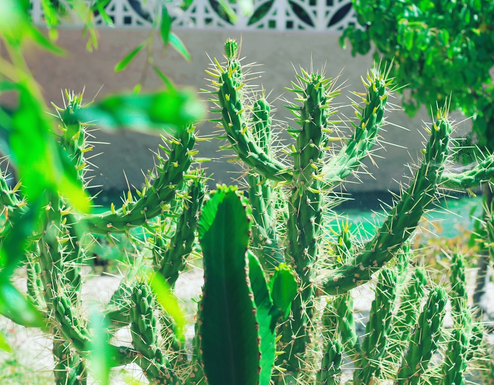 Fotografía de enfoque selectivo de cactus verde
