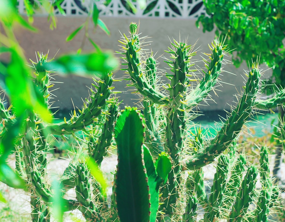 selective focus photography of green cactus