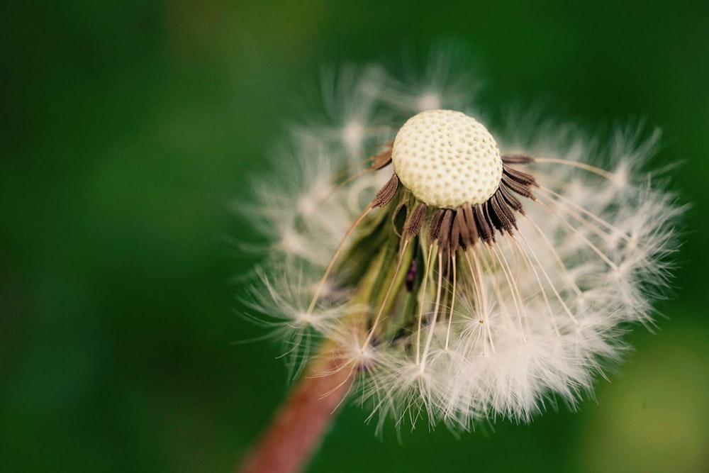 focus photography of white dandelion