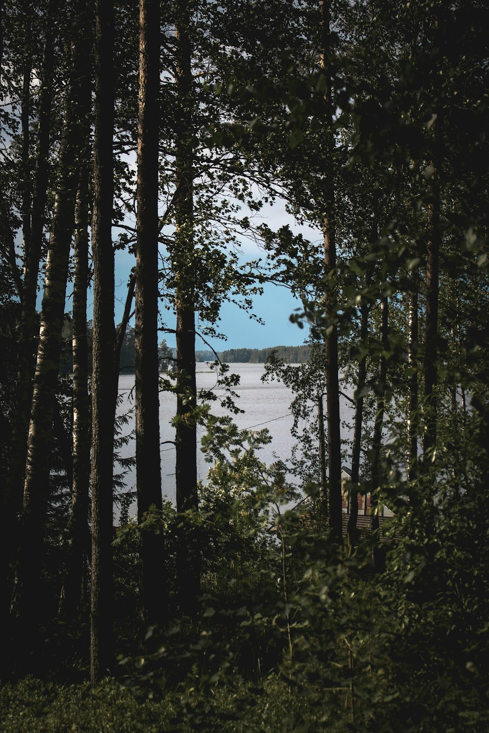 photo de paysage d’un arbre dans les bois