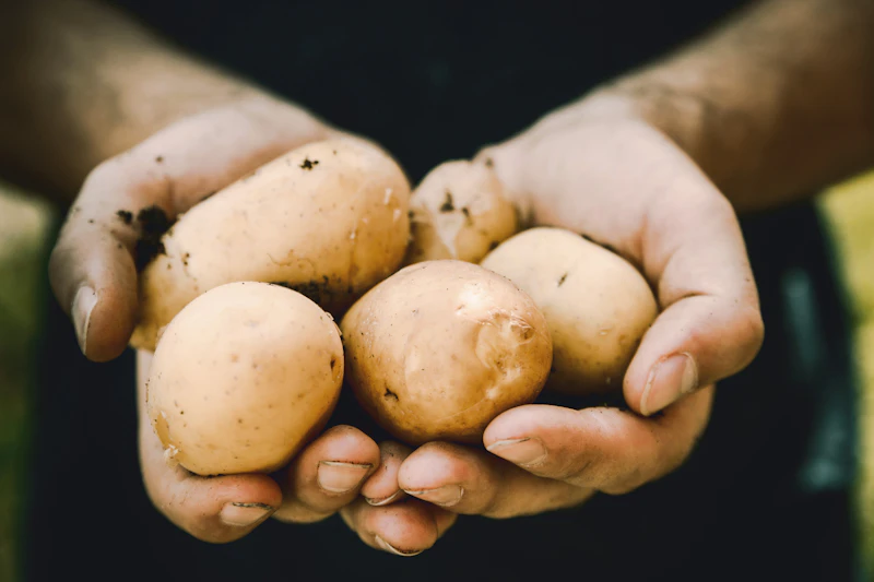 Fresh potatoes ready for export