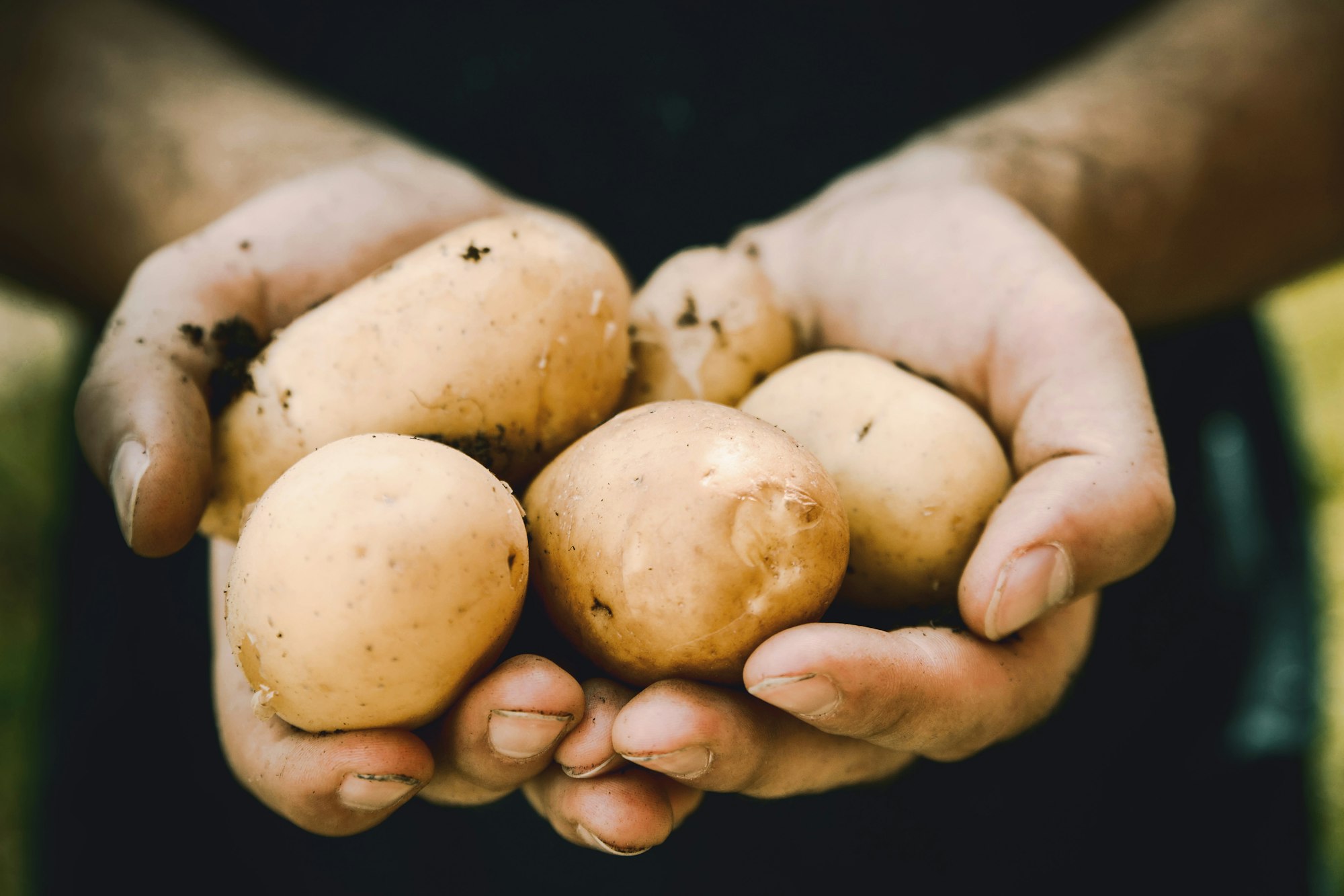 Farmers hands with freshly harvested vegetables. Fresh bio potatoes