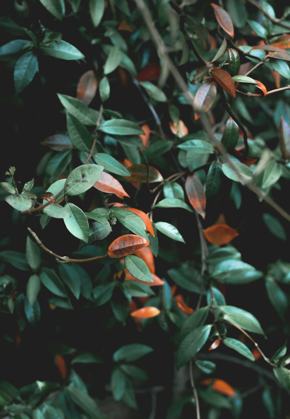 green leafed plant