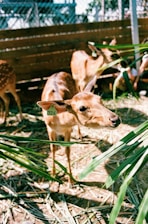 Animal integration for farming in Udaipur, Rajasthan in india