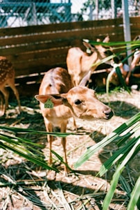 Animal integration for farming in Udaipur, Rajasthan in india
