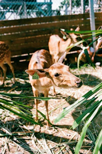 Animal integration for farming in Udaipur, Rajasthan in india