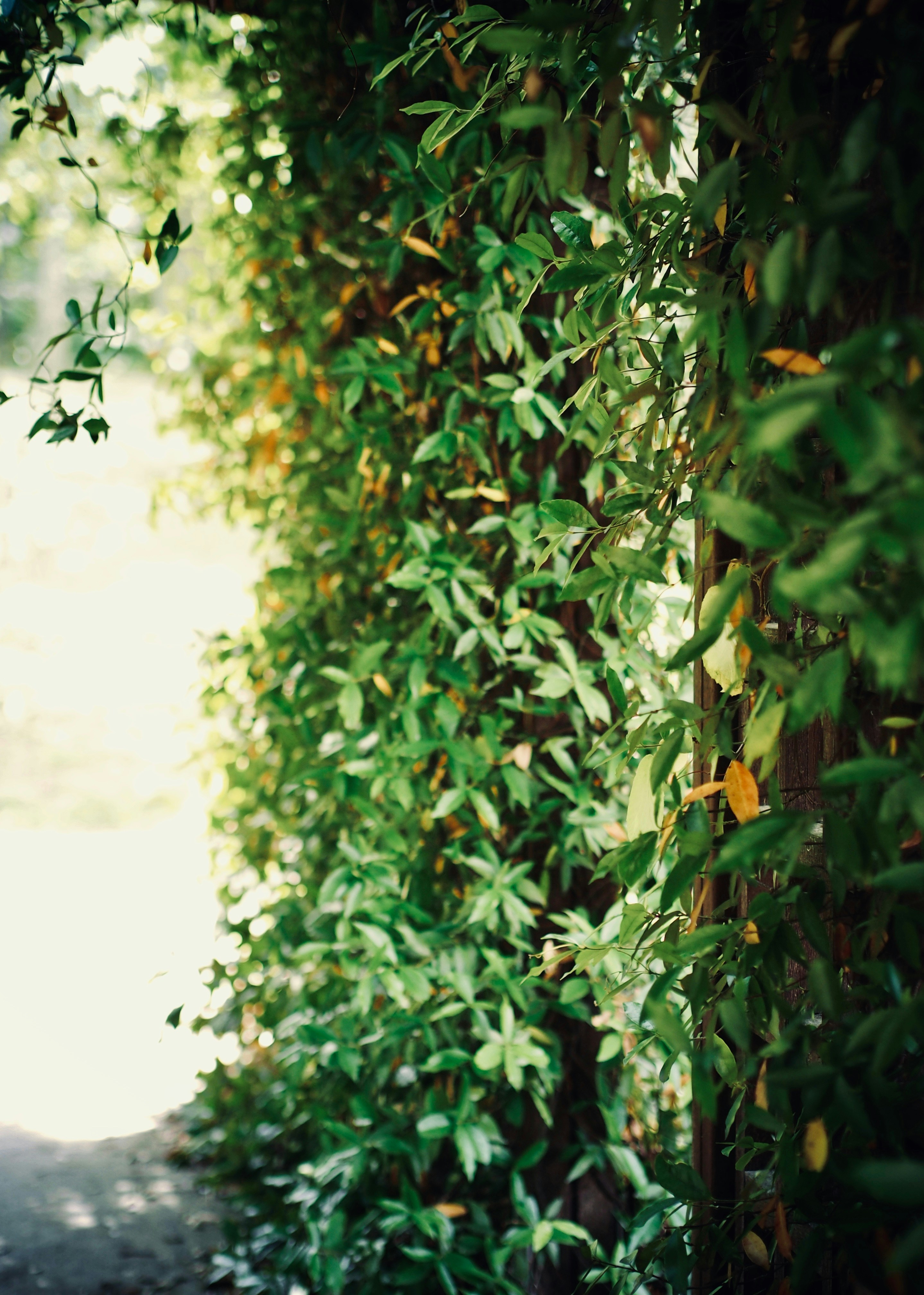 green vines clinging on brown wooden fence