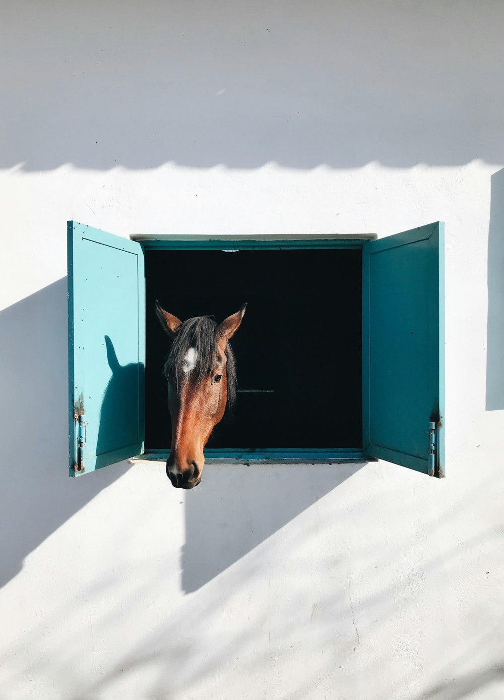 brown horse peering out of stable window