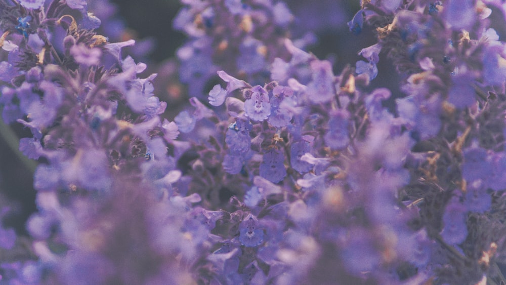 purple petaled flower