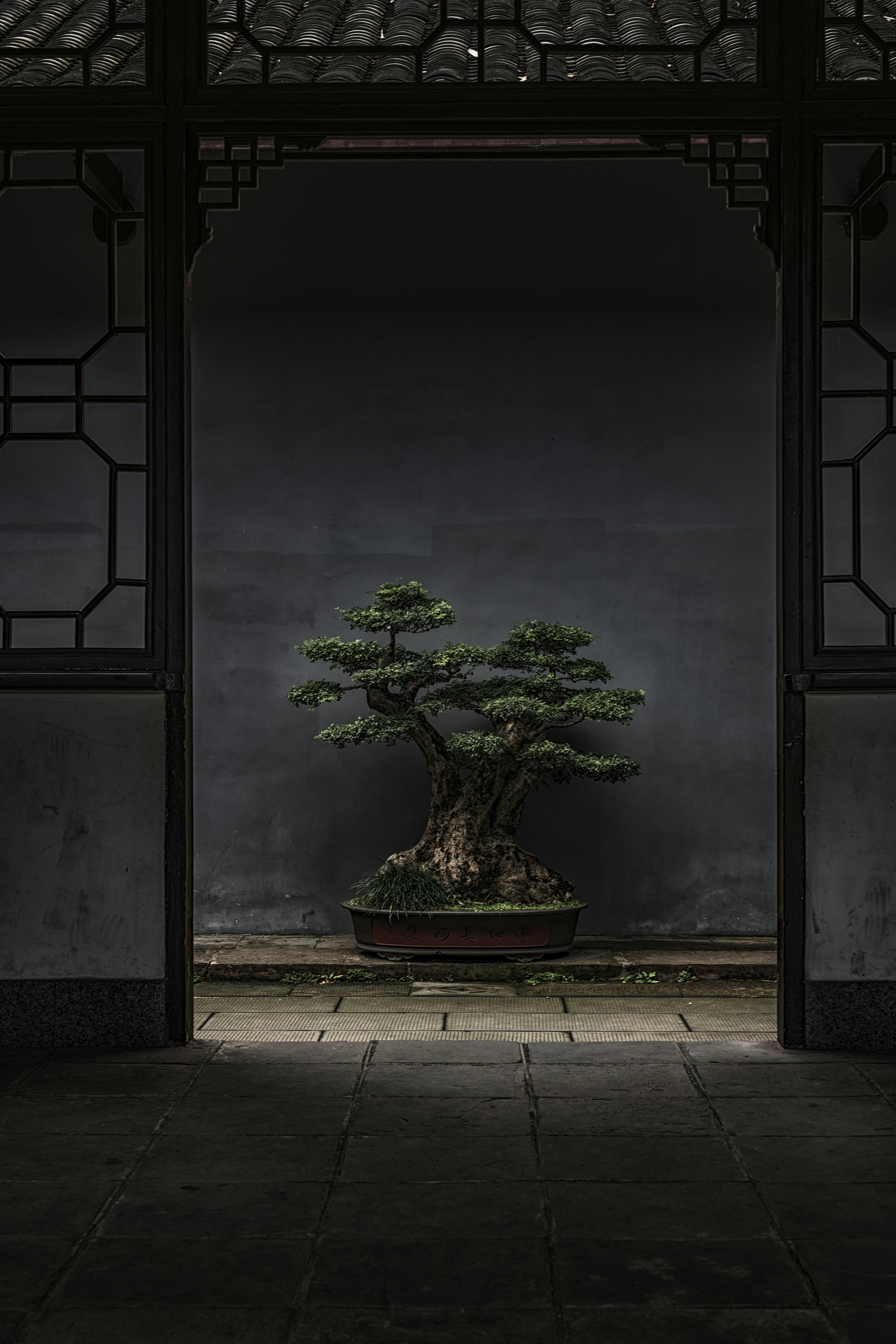 brown and green bonsai tree