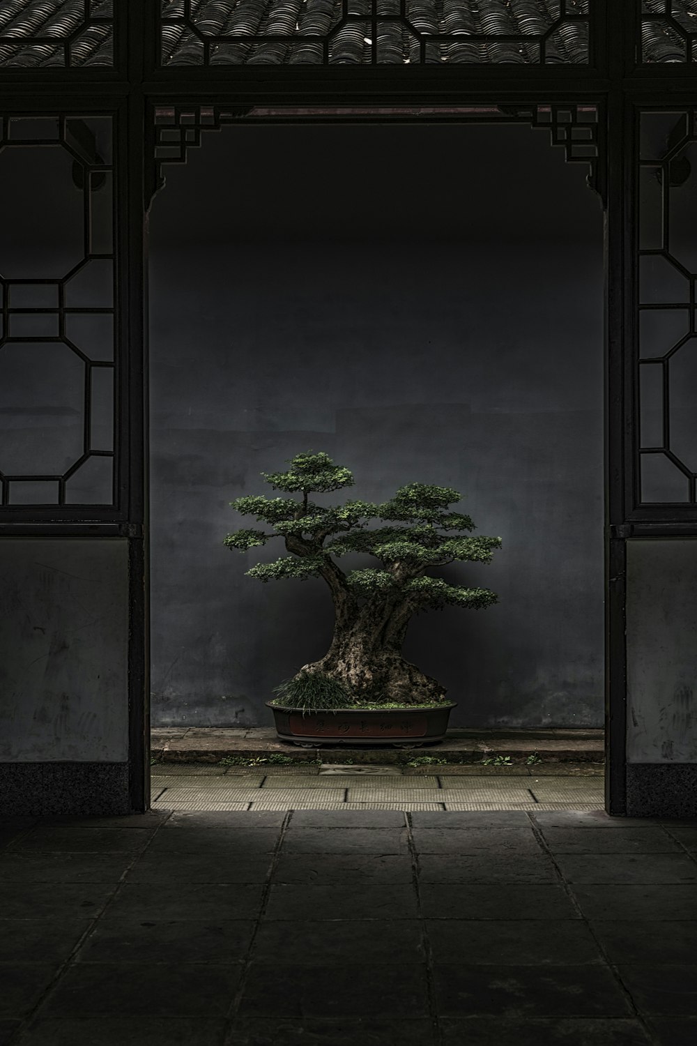 100+ Bonsai Pictures | Download Free Images on Unsplash