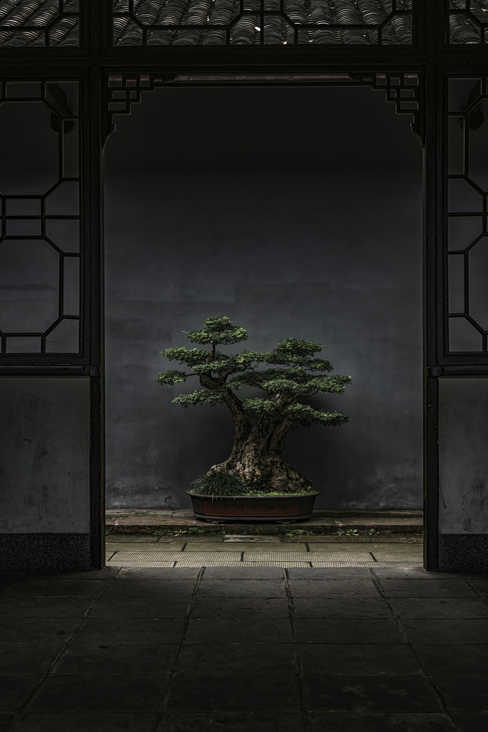 Nikon D850 + Nikon AF-S Nikkor 24-120mm F4G ED VR sample photo. Brown and green bonsai photography