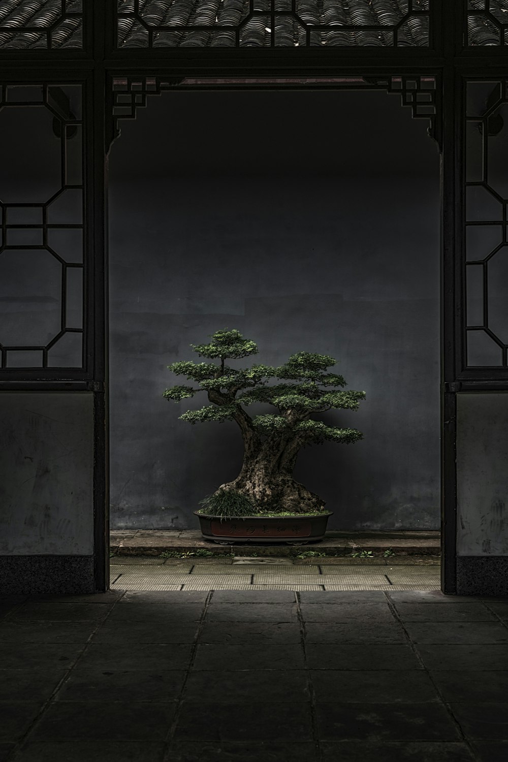 brown and green bonsai tree