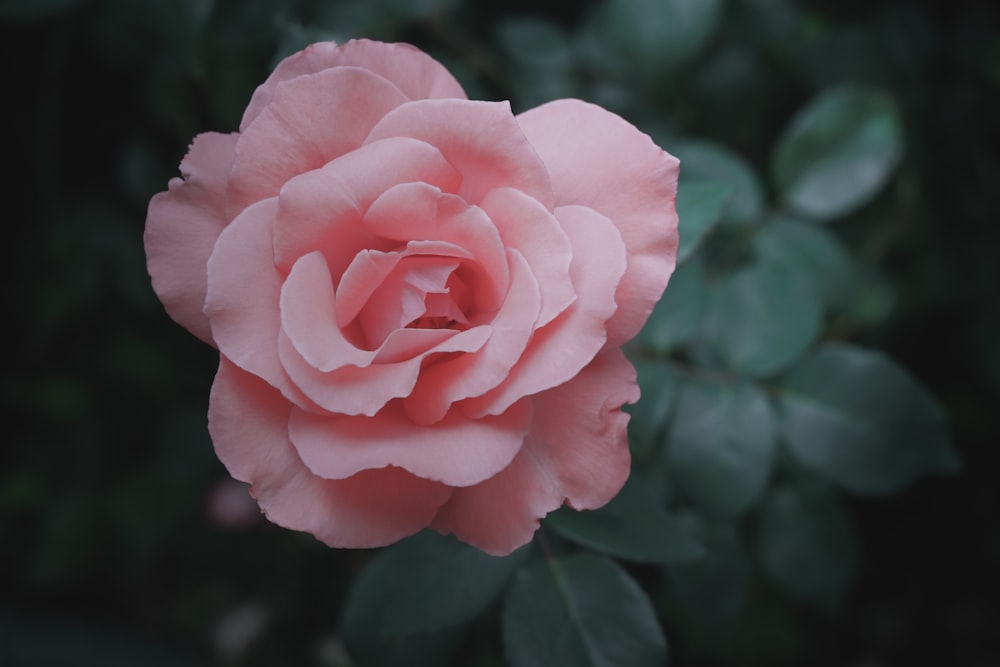 pink petaled flower