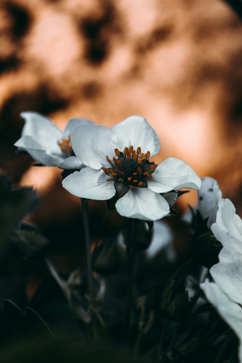 Weiße Blumen in voller Blüte