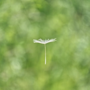 floating white flower