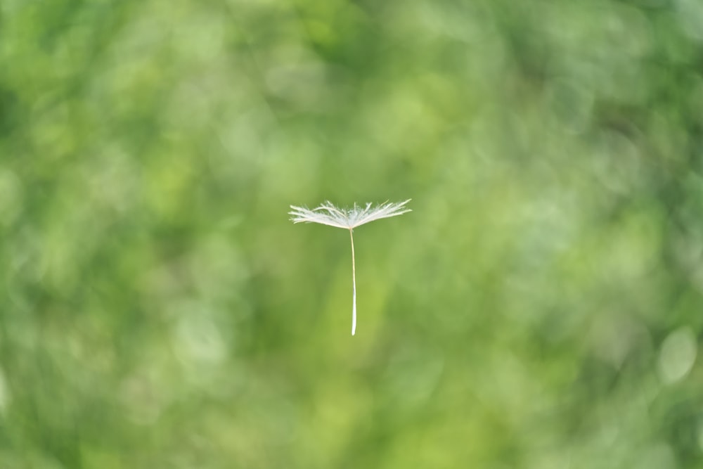 Schwebende weiße Blume