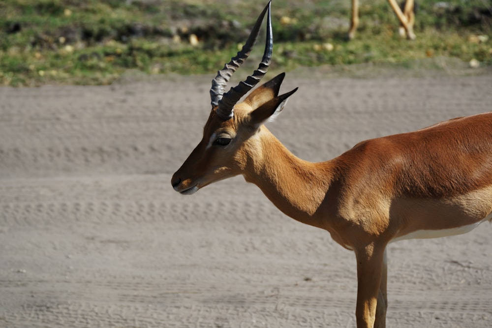 brown gazelle