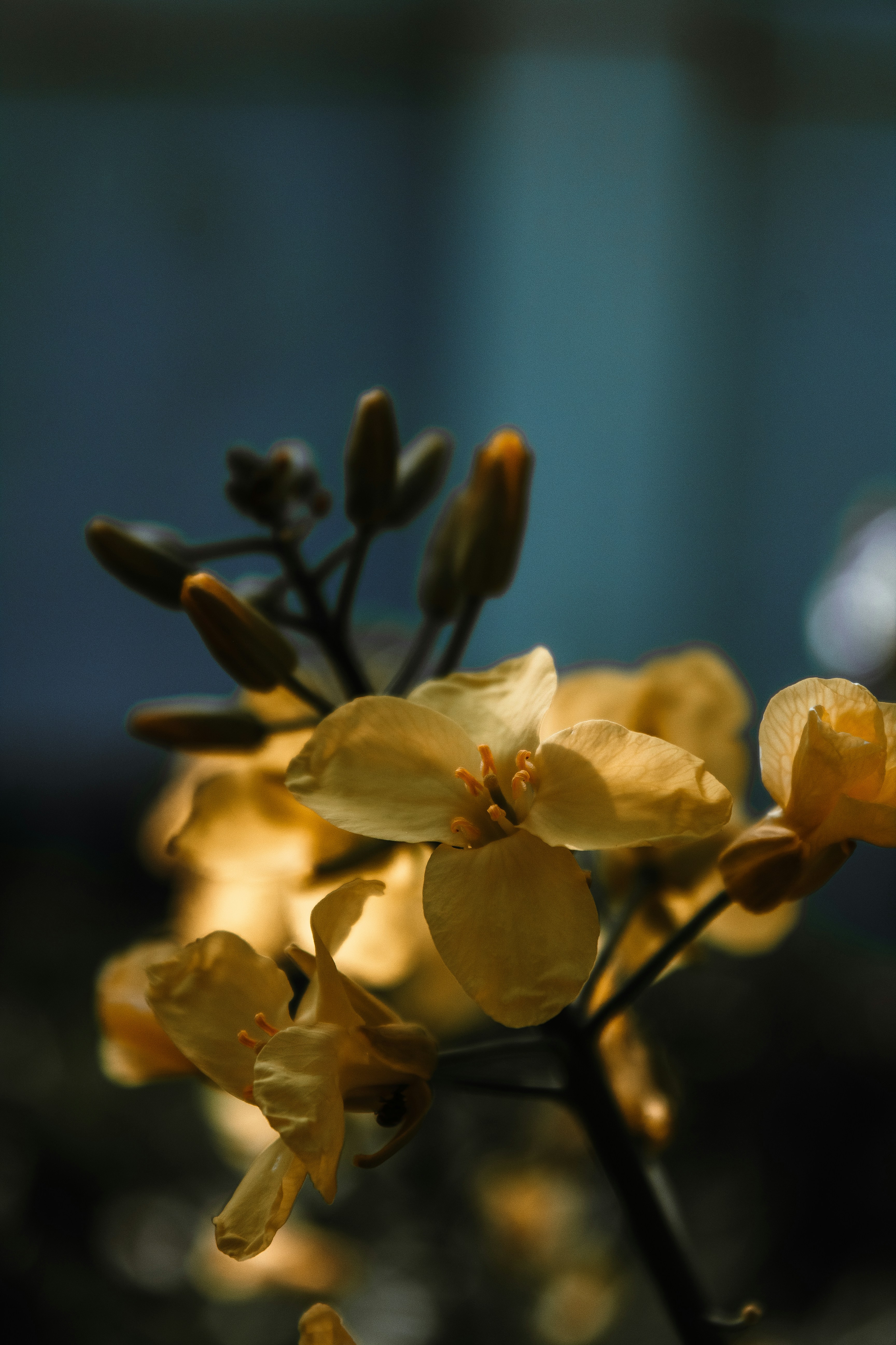 flores de narciso amarelo florescendo
