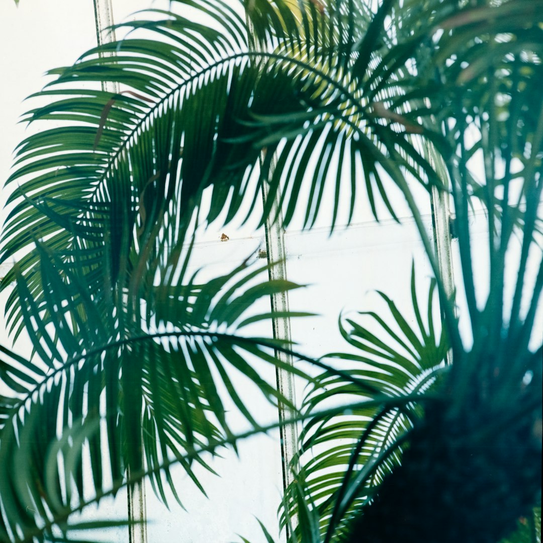 green palm plant near glass window