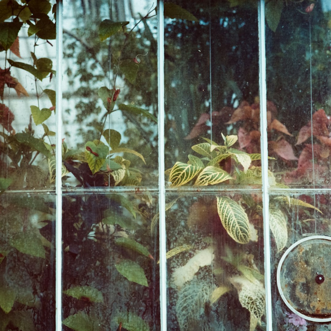green croton plants near glass window