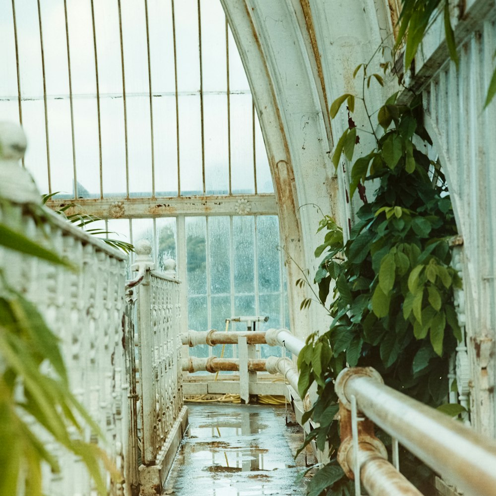 green-leafed plant near white metal railings