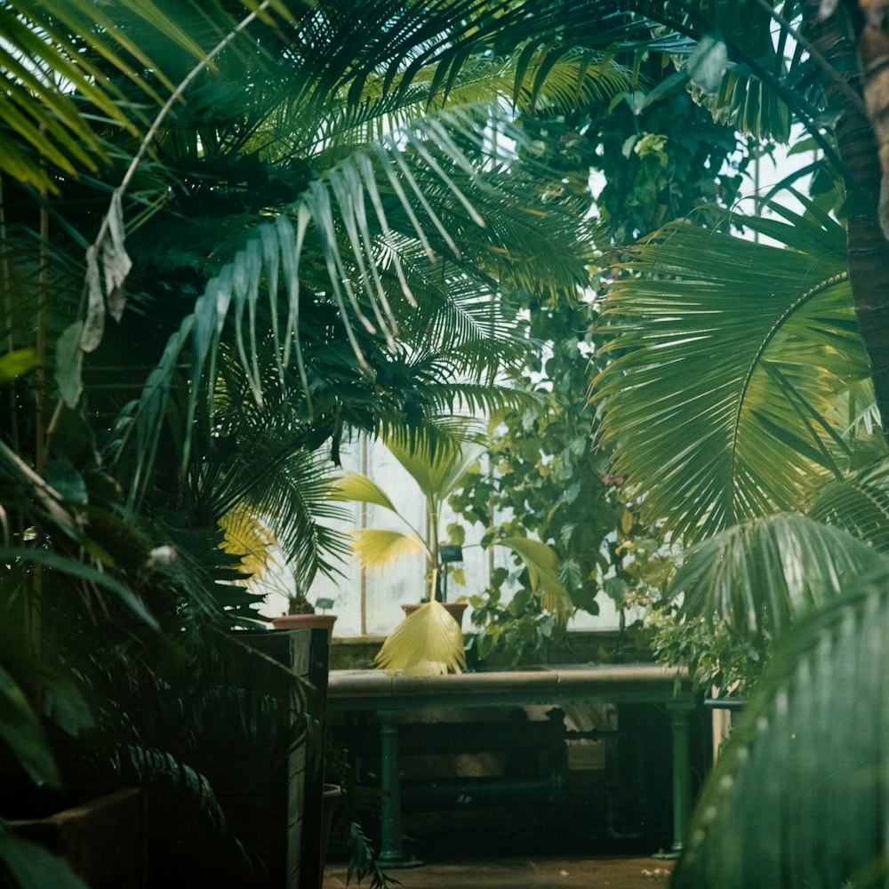 grey wooden table near green palm trees