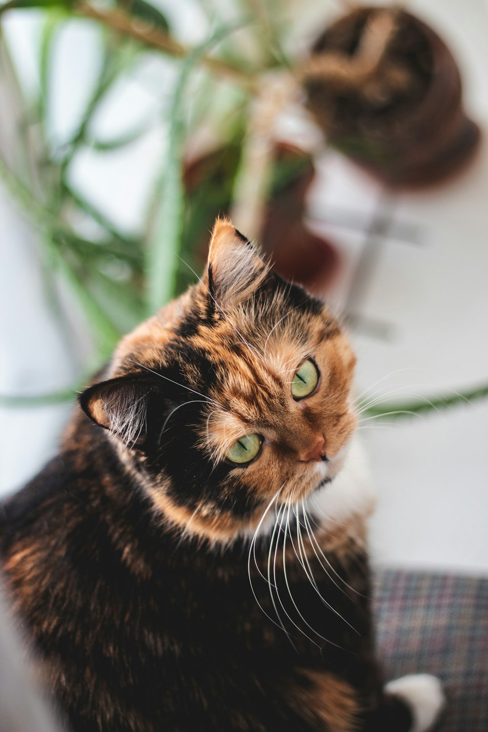 high-angle photography of calico cat