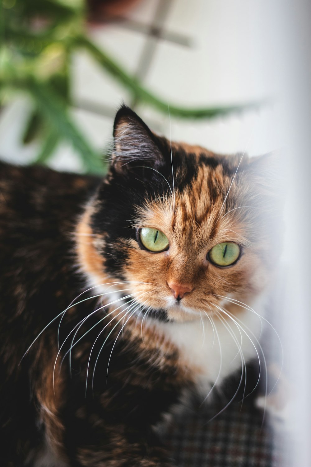 tortoiseshell cat