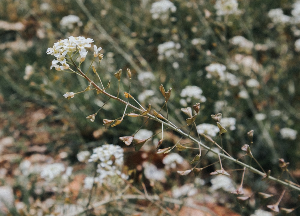 white petaled flowers