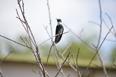black and white bird perched on tree