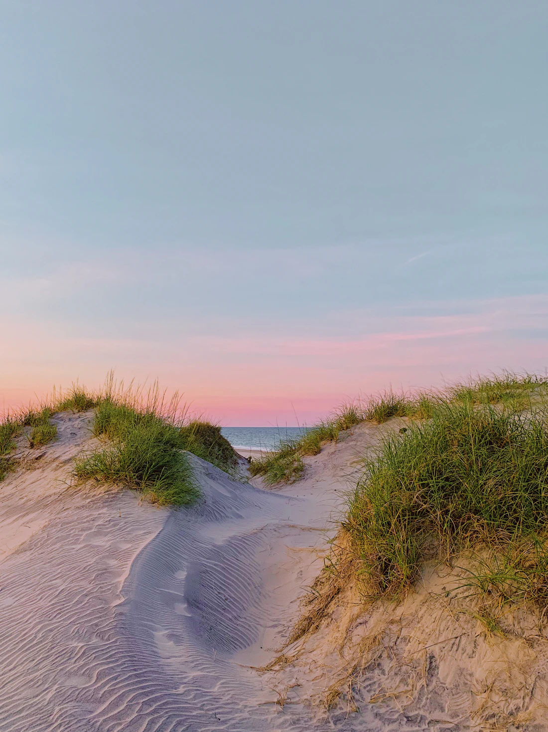Dune grass against a soft pink dawn sky