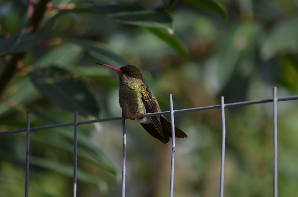 green bird on gray grill