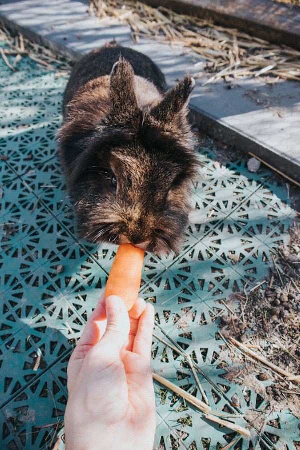 Black and brown rabbit eating carrot