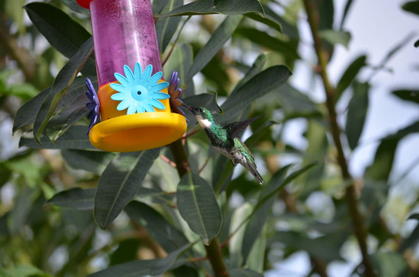 Close-up of colorful bird feeders hanging in a garden setting.