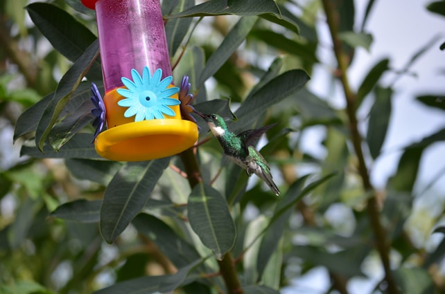 A hummingbird with iridescent green feathers hovers close to a brightly colored bird feeder adorned with a large blue and yellow flower design. The bird feeder is hanging among dense green foliage.