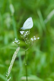 white butterfly perched on flower