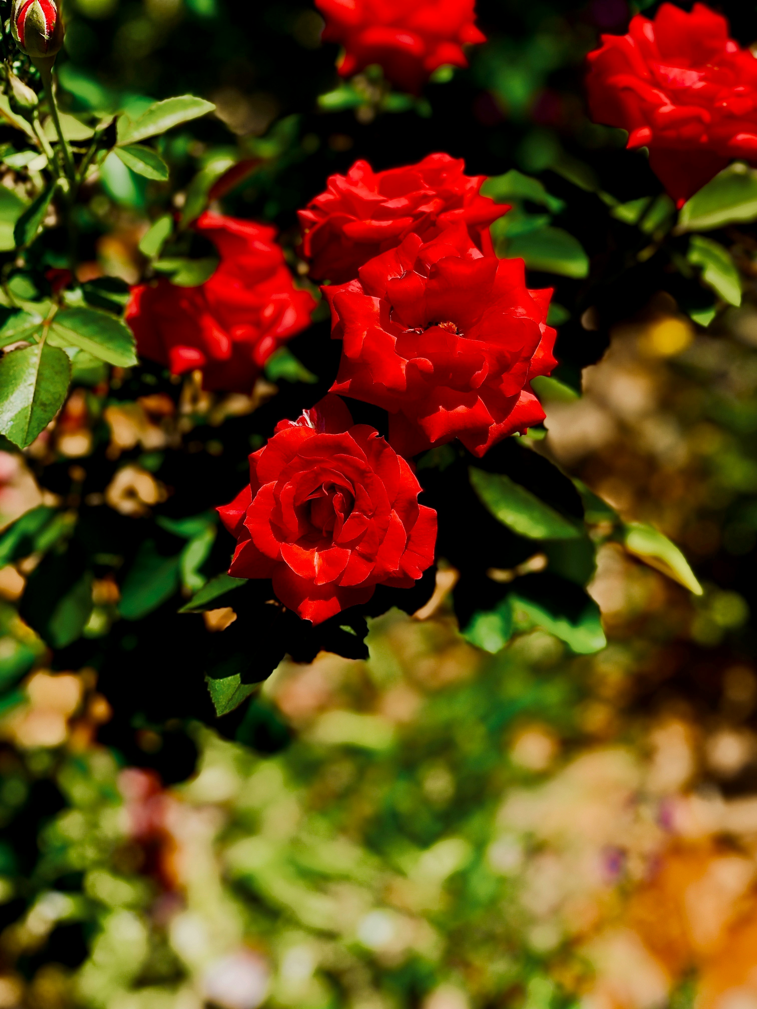 Photo by jasonpmiranda