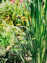 A beautifully maintained garden with lush greenery and colorful flowers under natural sunlight.