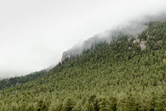 Volunteers planting native trees in a misty Andean cloud forest.