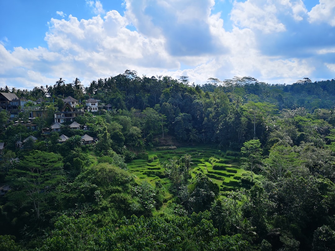 Tropical and subtropical coniferous forests photo spot Secret Spot Indonesia