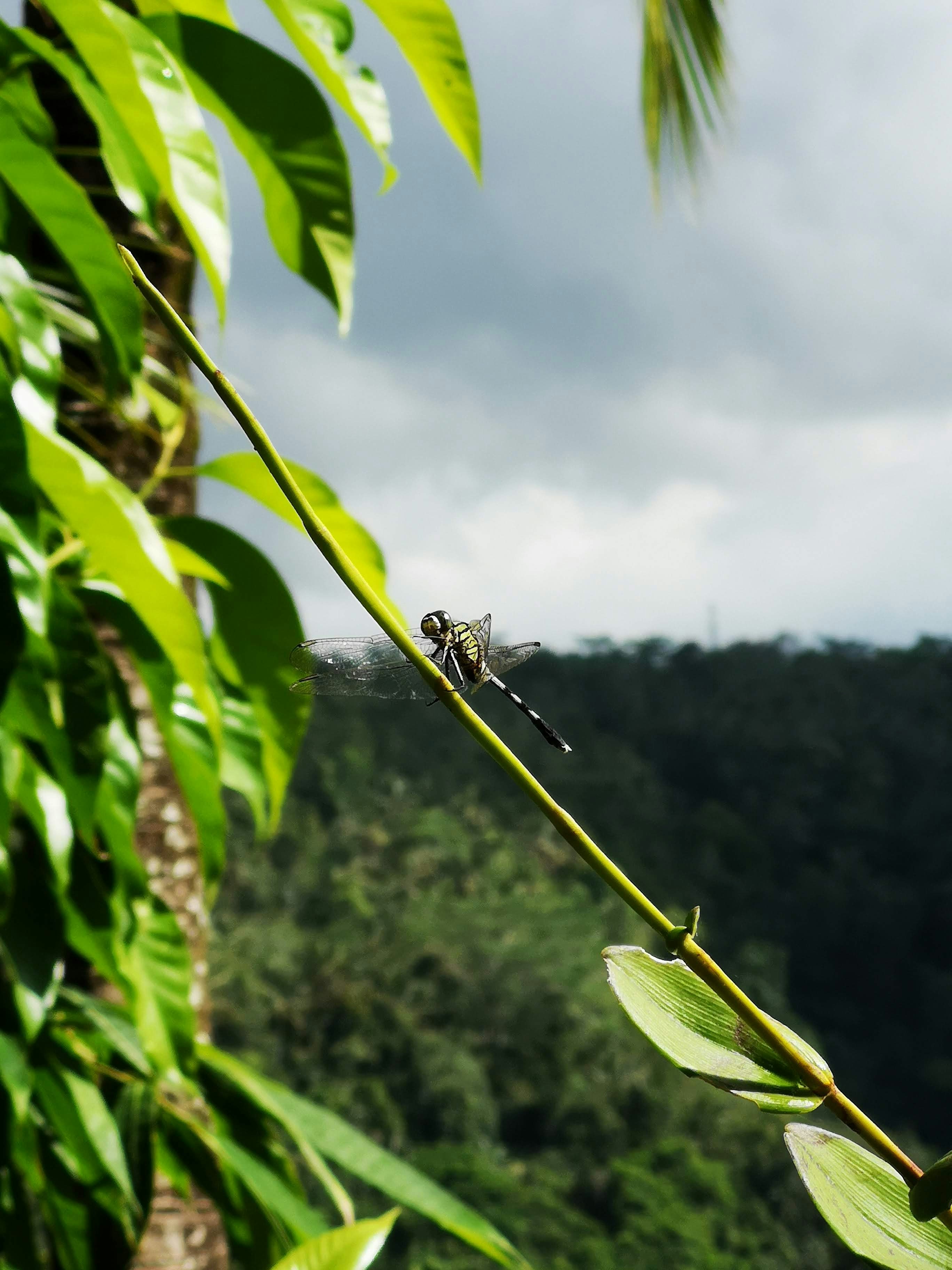 緑の葉に黒いトンボの写真 Unsplashで見つける名前のない道路の無料写真