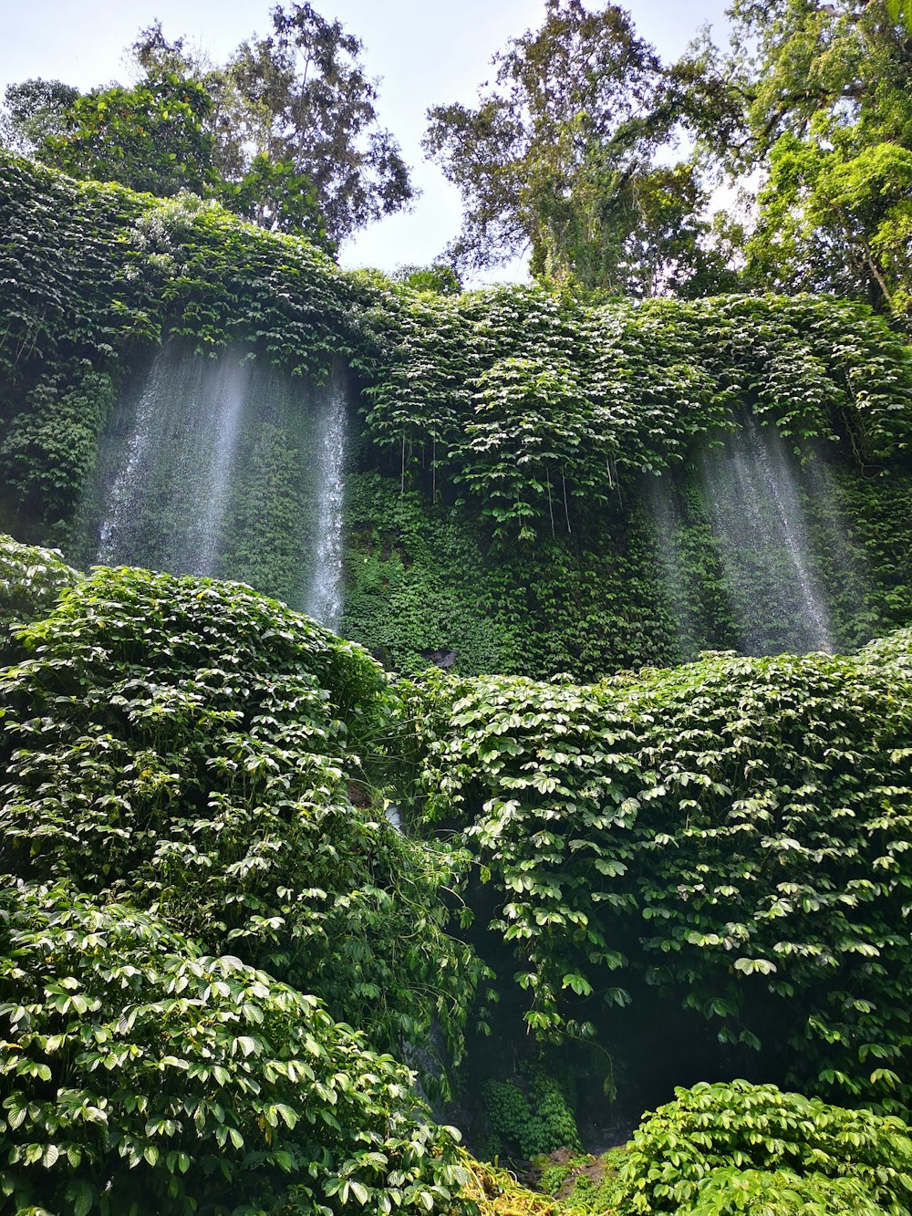 green-leafed plants