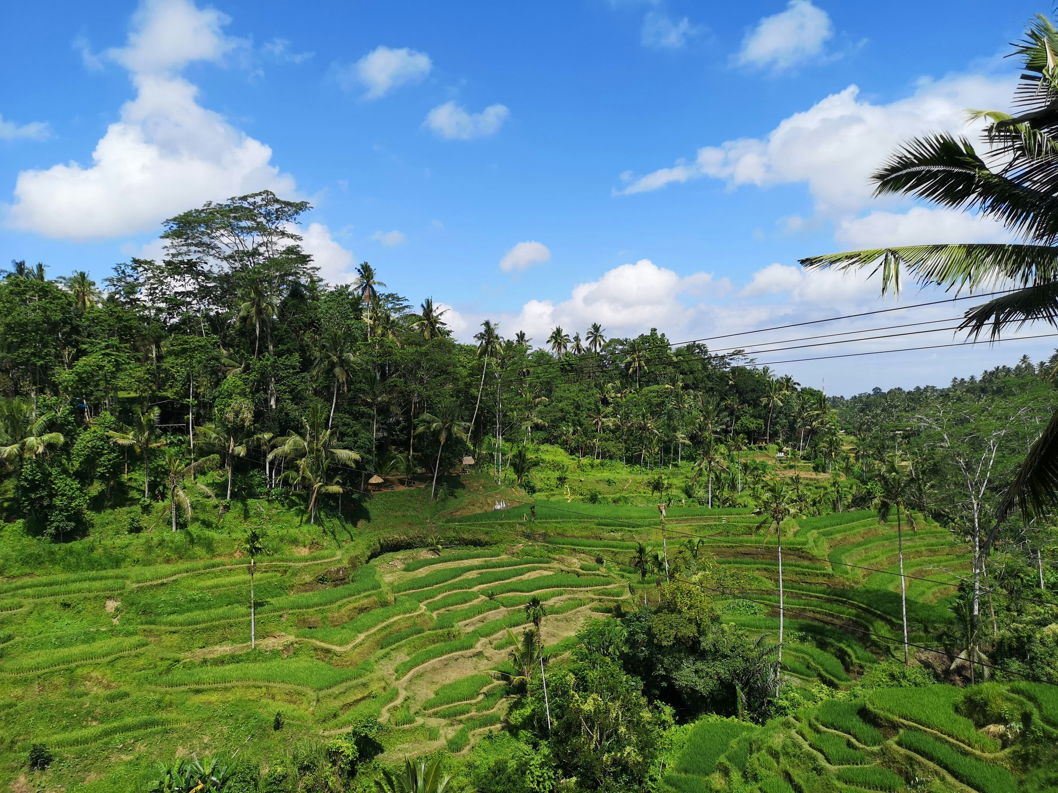 Tegallalang-Reisterrassen, reisetipps ubud